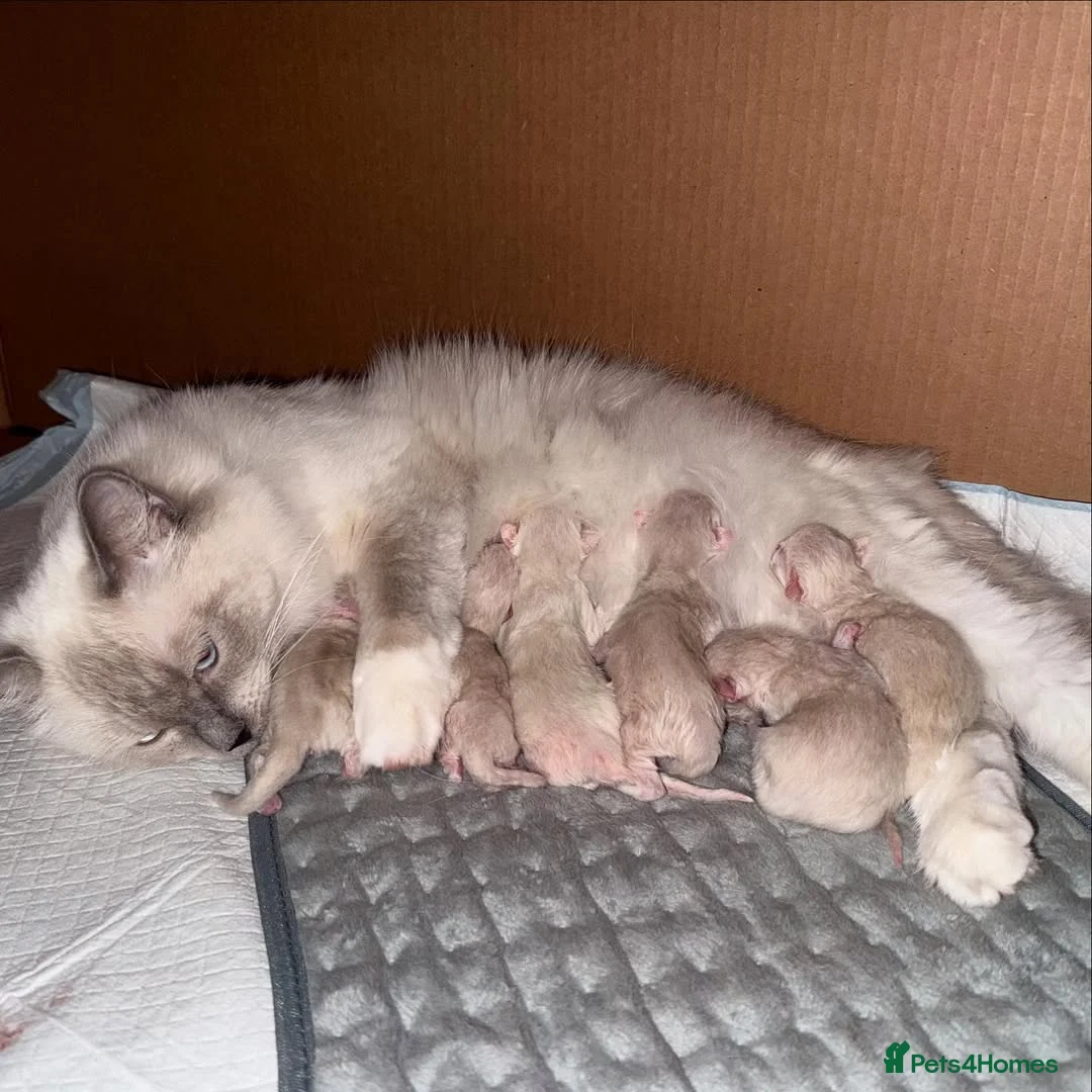 Ragdoll cats for sale: Stunning Pedigree Ragdoll Kittens for sale  in Leeds - Advert 1