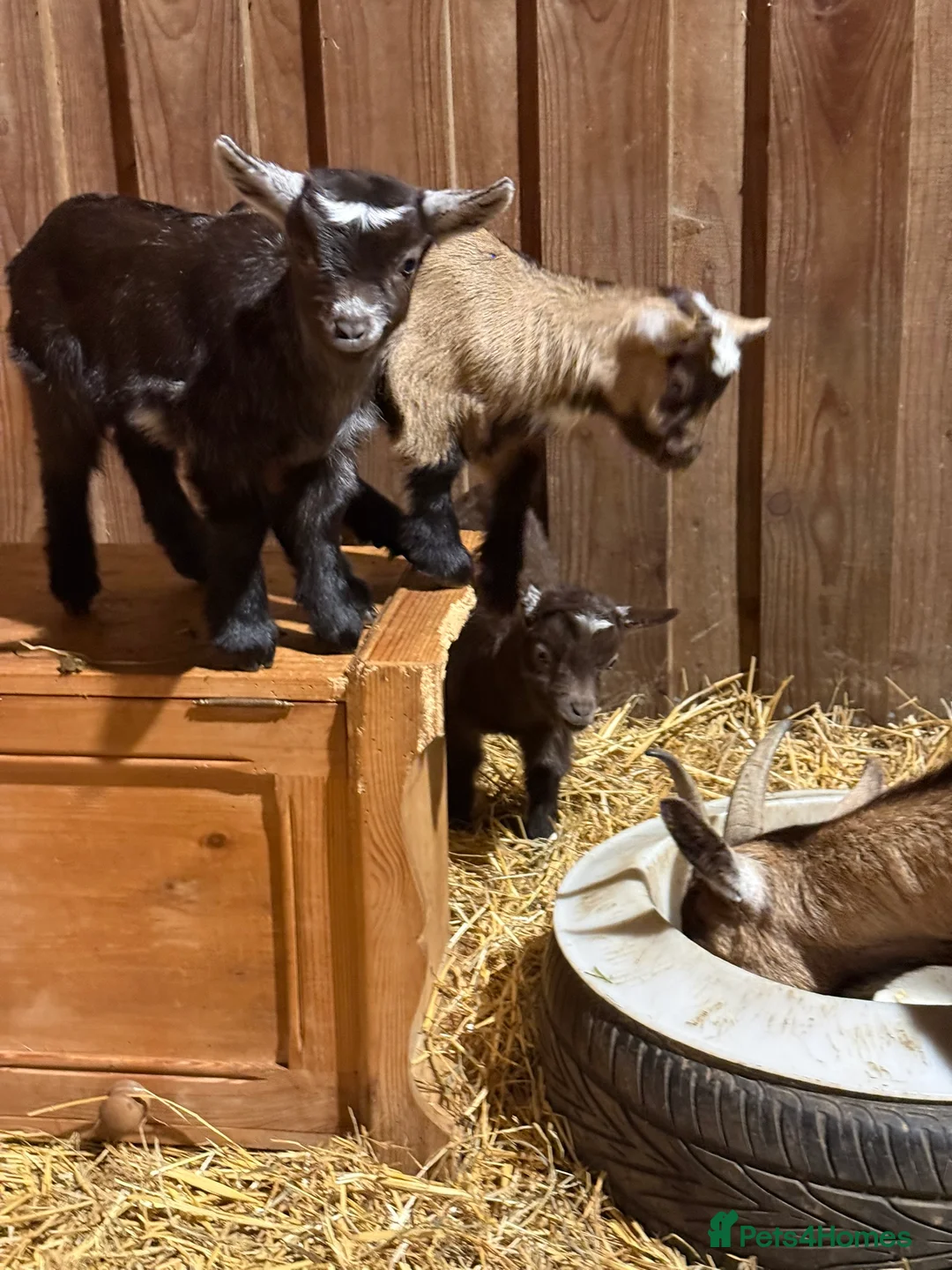 Goats livestock for sale: Gorgeous Pygmy Goat kids for sale in Stroud - Advert 2