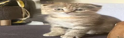 Scottish Fold cats for sale: Last boy needs loving home  - Advert 14