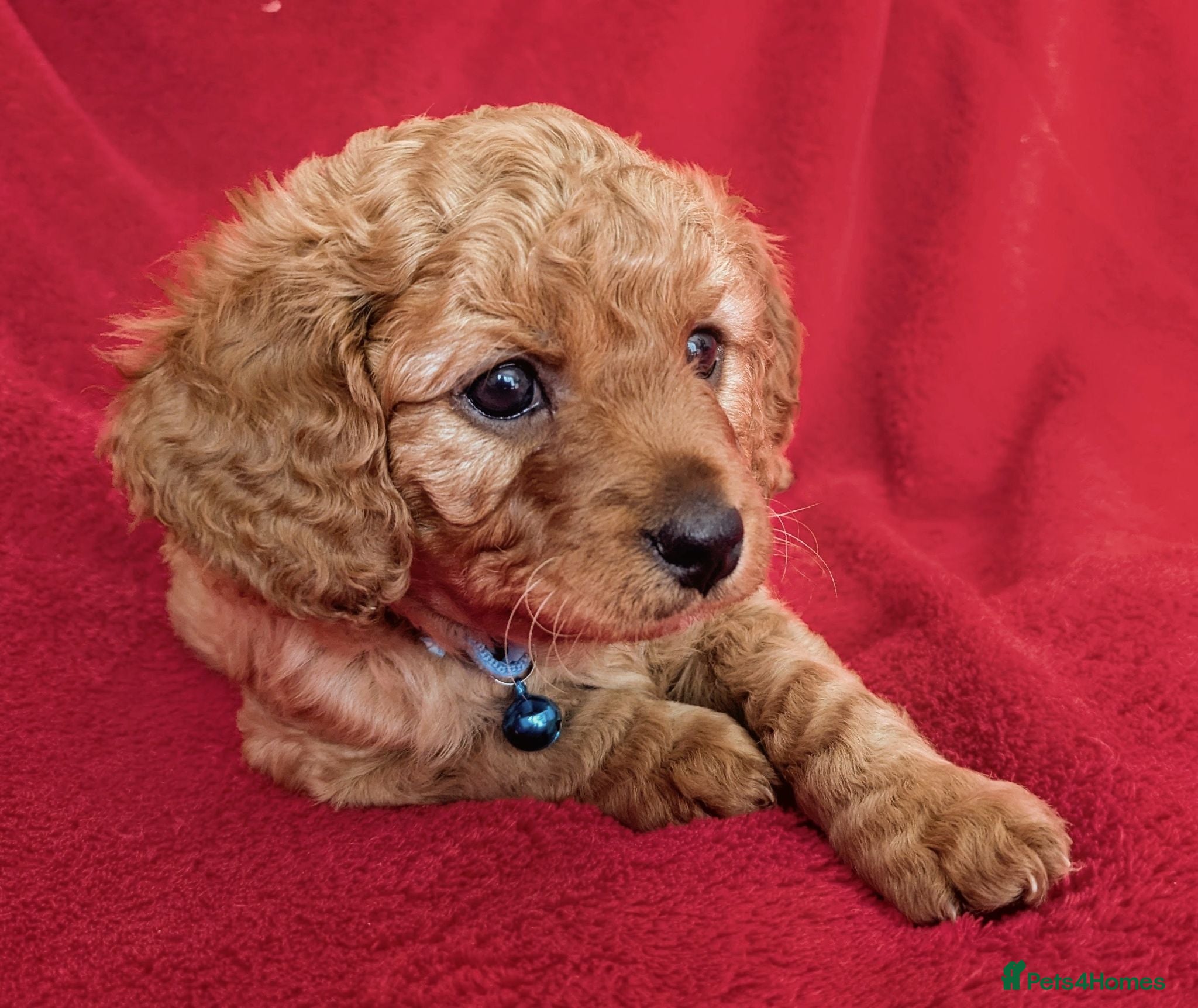 Cavapoo dogs ONLY ONE BOY PUPPY LEFT, price open to negotiation - Advert 2