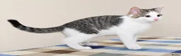 Mixed Breed cats for sale: Beautiful Home-Raised Kittens – Ready at 12 Weeks - Advert 8
