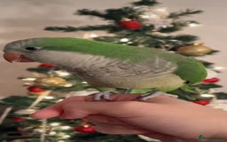 Parrots birds for sale: Baby super tamed Green Quaker talking parrot   - Image 2