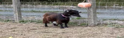 Goats livestock for sale: 4 pigmy nanny’s in kid for sale 1 with kid - Advert 7