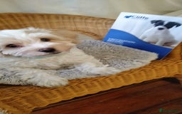 Cavachon dogs for sale:  🐾 Cavapoochon Puppies! 🐾 - Image 4