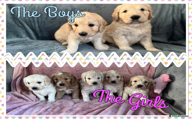 Mini Goldendoodle dogs - Advert 2