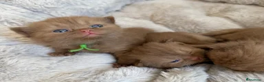 Green collar 