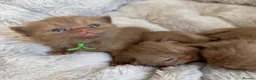 British Shorthair cats for sale: British shorthair  - Advert 5
