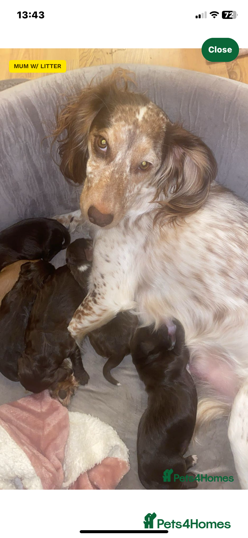 Sprocker dogs Sprocker spaniel 5 chocolate boys  - Advert 1