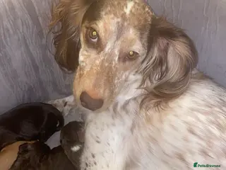 Sprocker dogs Sprocker spaniel 5 chocolate boys - Advert 9