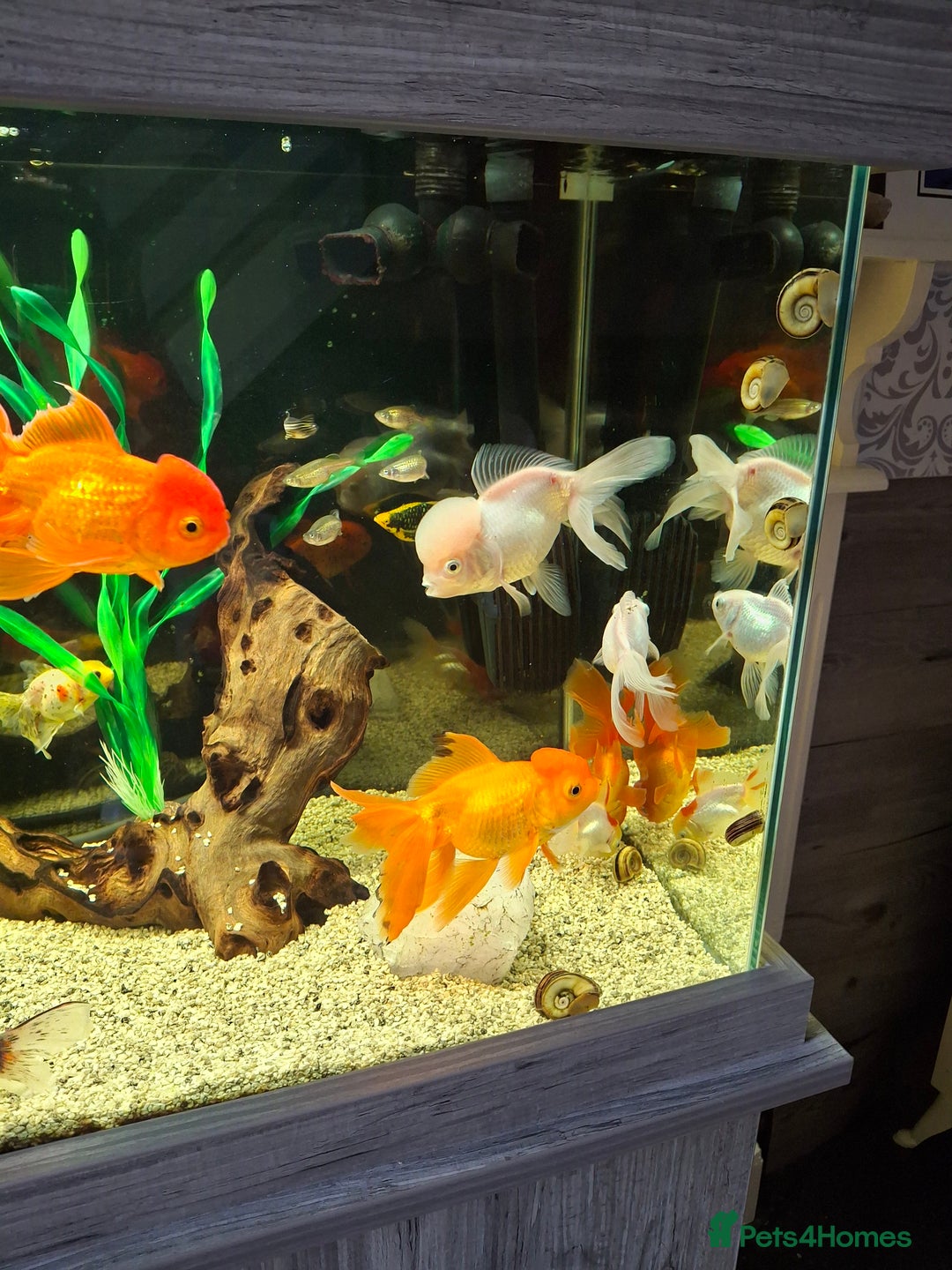 Fancy Goldfish fish for sale: Fancy Goldfish  - Image 9