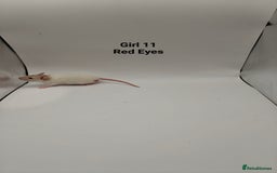 Rat rodents for sale: NOV: 18 Rats For Sale - Advert 17