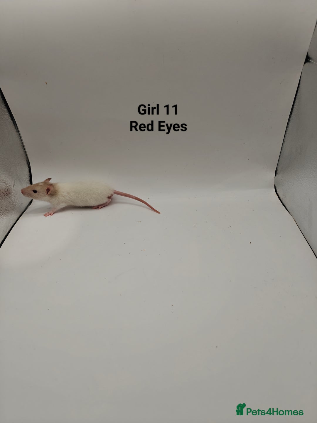 Rat rodents for sale: NOV: 18 Rats For Sale - Advert 17