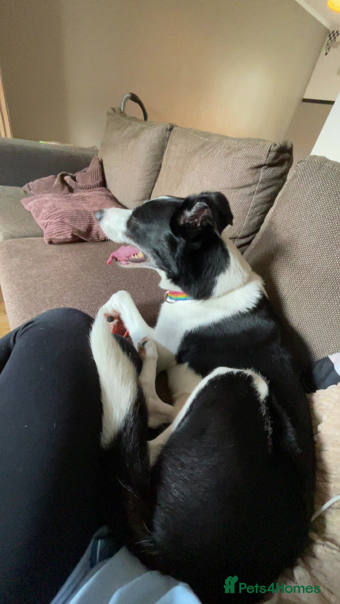 Border Collie dogs Sonny - Border collie  - Advert 15
