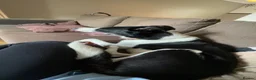 Border Collie dogs for sale: Sonny - Border collie  - Advert 1