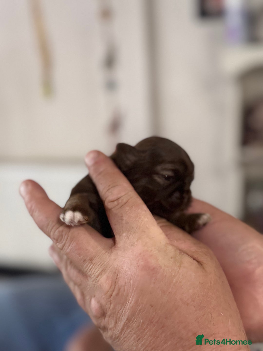 Shih Tzu dogs for sale: KC Registered Imp Shihtzu pups - Image 8