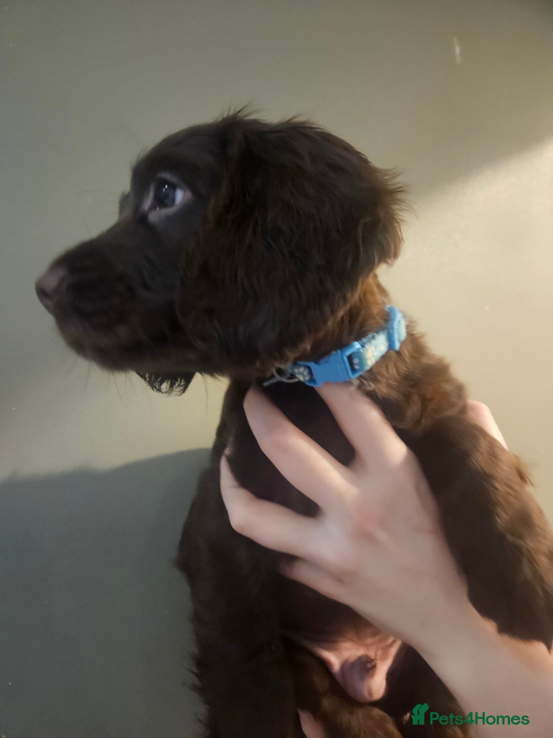 Sprocker dogs for sale: 3 chocolate sprocker males available  - Advert 16