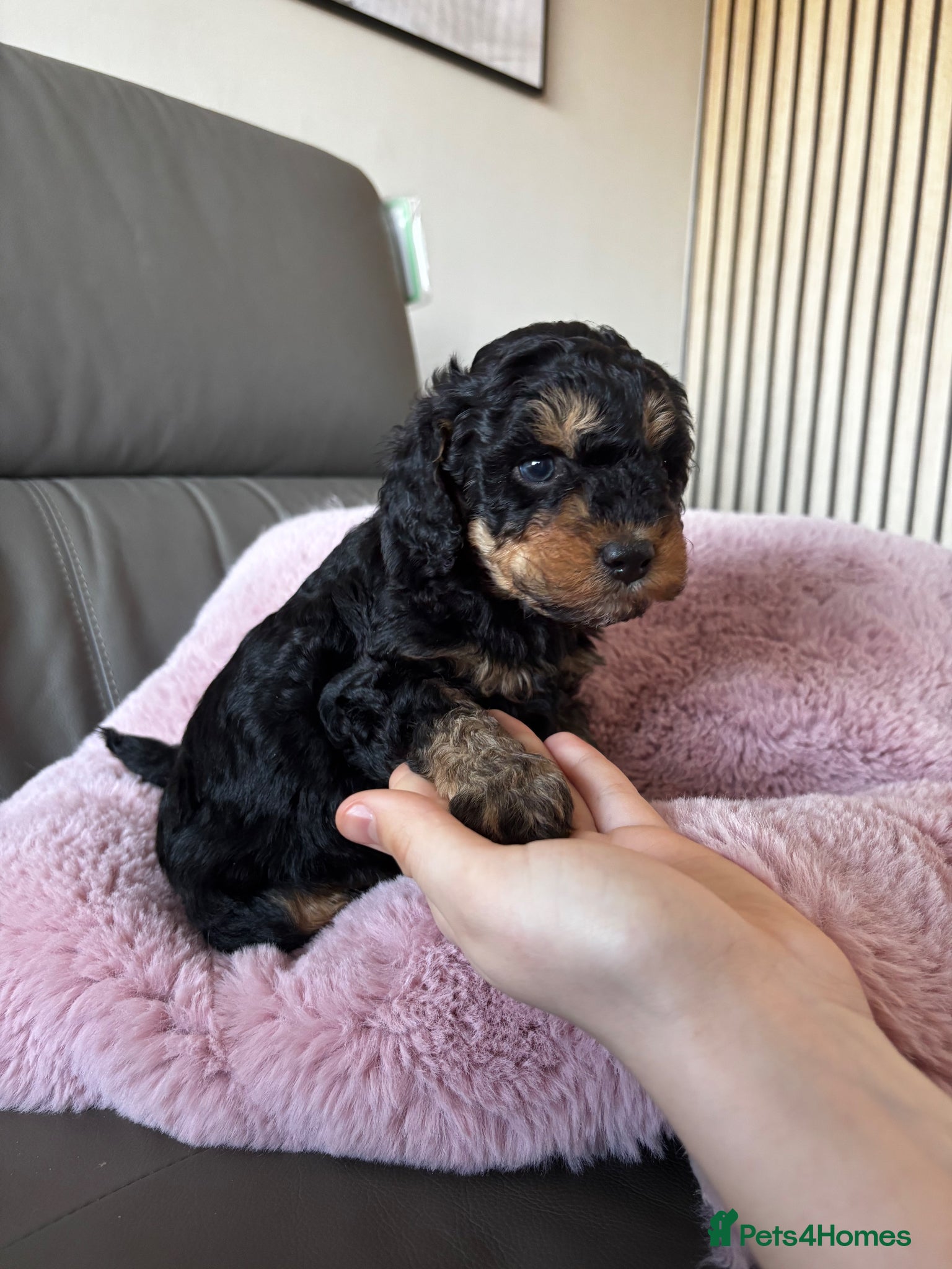 Cockapoo dogs F1B Pups One girl left 🩷 - Advert 2