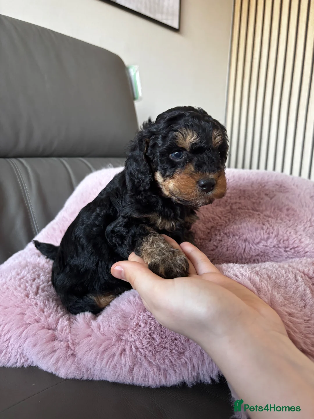 Cockapoo dogs for sale: F1B Pups One girl left 🩷 - Advert 1