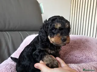 Cockapoo dogs F1B Pups One girl left 🩷 - Advert 1