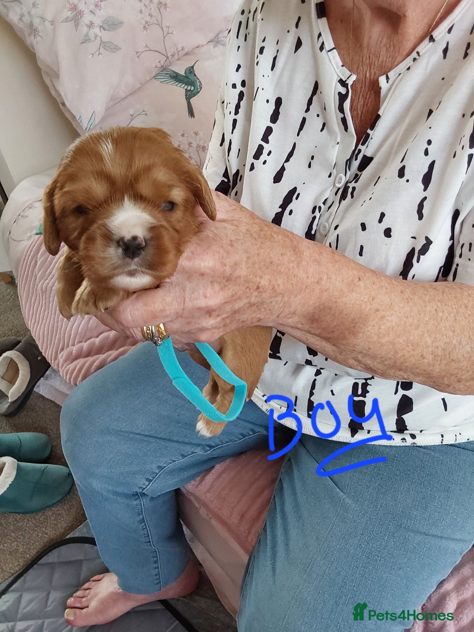 Cavalier King Charles Spaniel dogs 8  100% pure cavalier king charles spaniel  - Advert 2