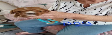 Cavalier King Charles Spaniel 1