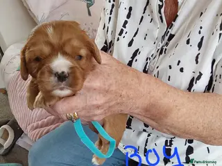 Cavalier King Charles Spaniel dogs 8 100% pure cavalier king charles spaniel - Advert 2