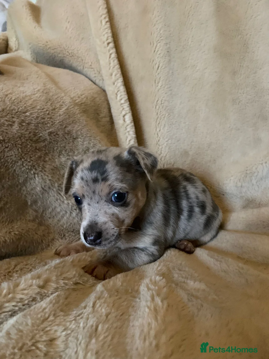 Jack Russell dogs for sale: Exceptional unusual coloured mini JR puppies - Advert 16