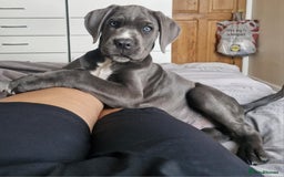 Cane Corso dogs for sale: Beautiful Grey Boy Blue Eyes Cane Corso - Image 1
