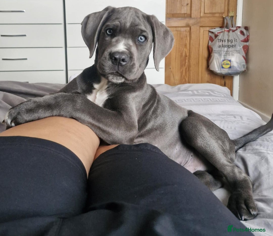 Cane Corso dogs for sale: Beautiful Grey Boy Blue Eyes Cane Corso - Image 1