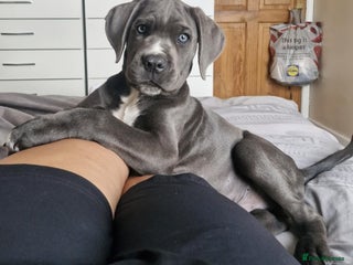Cane Corso dogs for sale - Advert 1