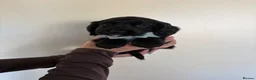 Cocker Spaniel dogs for sale: Beautiful cocker spaniel puppies  - Advert 14