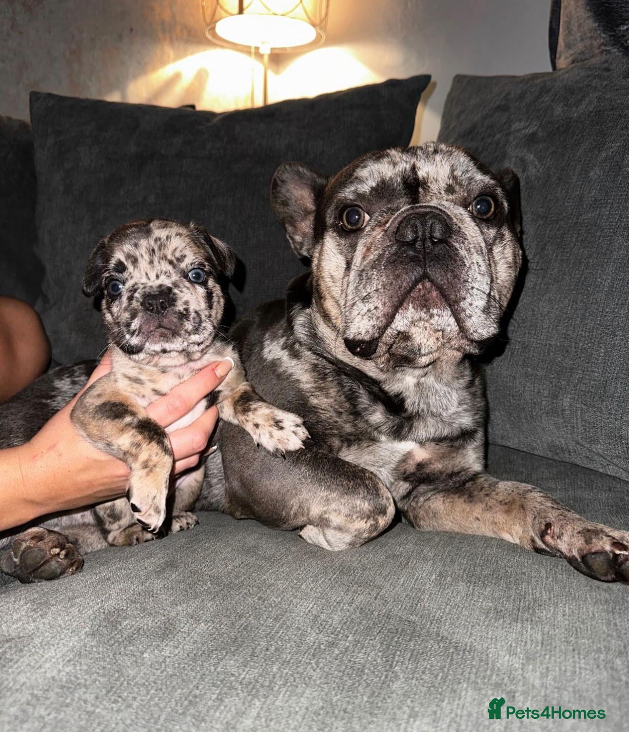 French Bulldog dogs Black Merle and tan French bulldog male - Advert 1