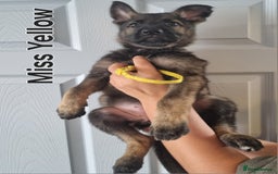 German Shepherd dogs for sale: 3 GSDs Female/KC Extensively Health Tested - Image 2