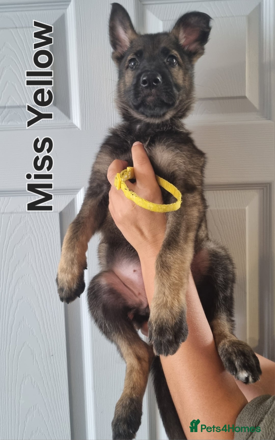 German Shepherd dogs for sale: 3 GSDs Female/KC Extensively Health Tested - Image 2