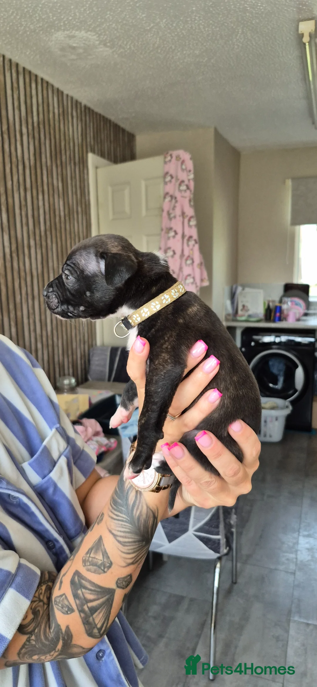 American Bull Staffy dogs for sale: Staffy x litter of 16 some have goneplease inquire - Advert 2