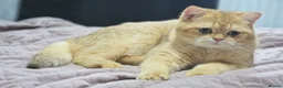 British Shorthair cats for stud: BSH registed proven stud - Advert 3