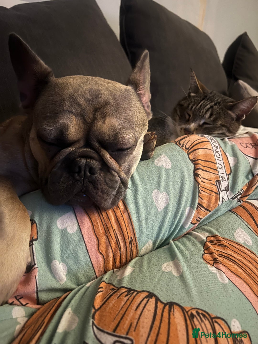 French Bulldog dogs for sale: 1 year old female blue fawn French bulldog  - Advert 5