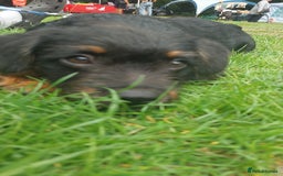 Mixed Breed dogs for sale: Mixed Breed 6 Month Old Boy - Image 3