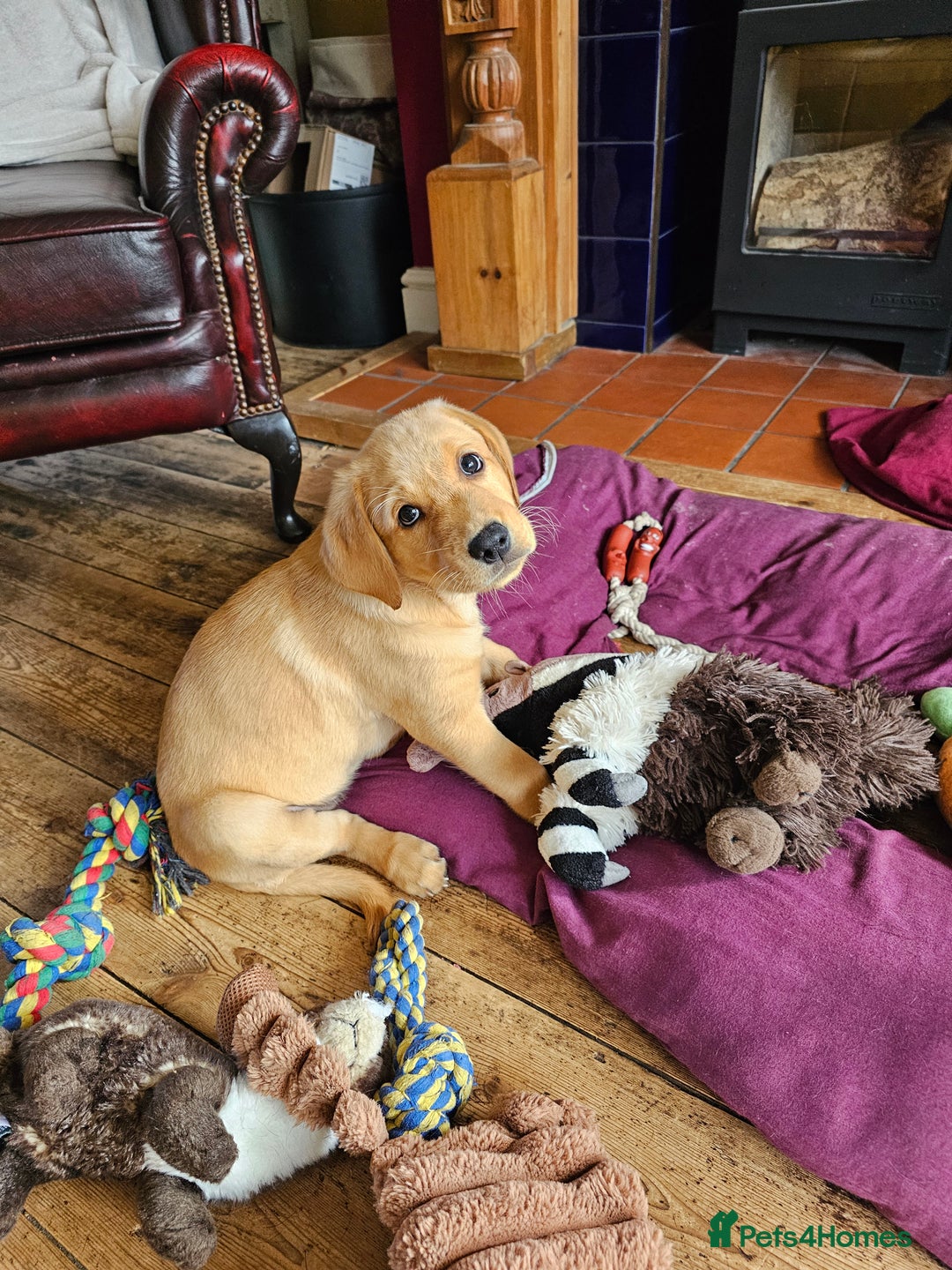 Labrador Retriever dogs for sale: 3 little girls for sale - Image 9