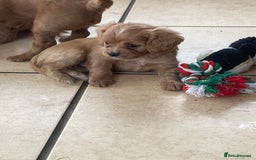 Cavapoo dogs for sale: Cavapoo puppies - Advert 3