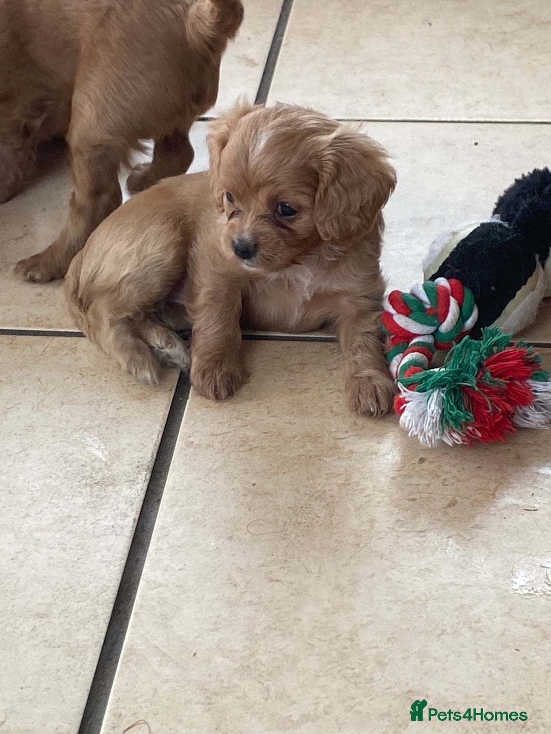 Cavapoo dogs for sale: Cavapoo puppies - Advert 3