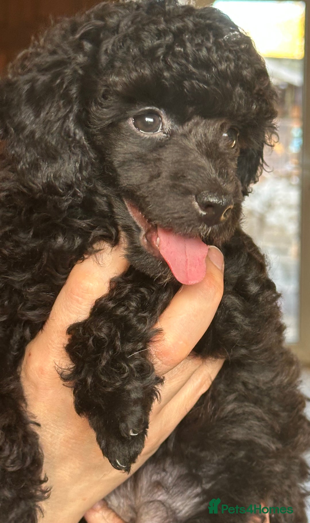 Toy Poodle dogs for sale: Adorable little toy poodle girls  - Image 8