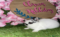 Netherland Dwarf rabbits for sale:  pedigree Neverland dwarf also have mini lops   - Image 1