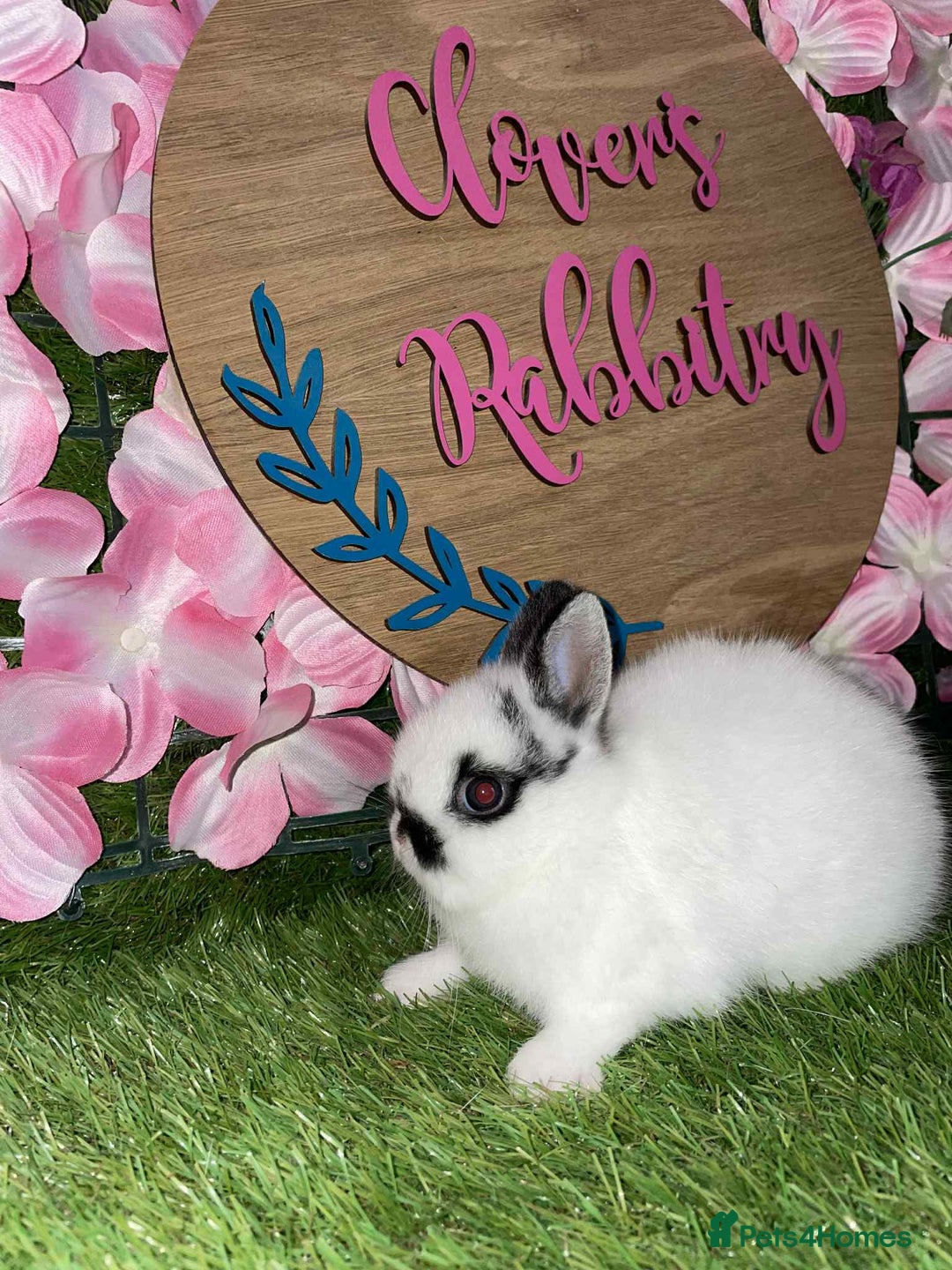 Netherland Dwarf rabbits for sale:  pedigree Neverland dwarf also have mini lops   - Image 1