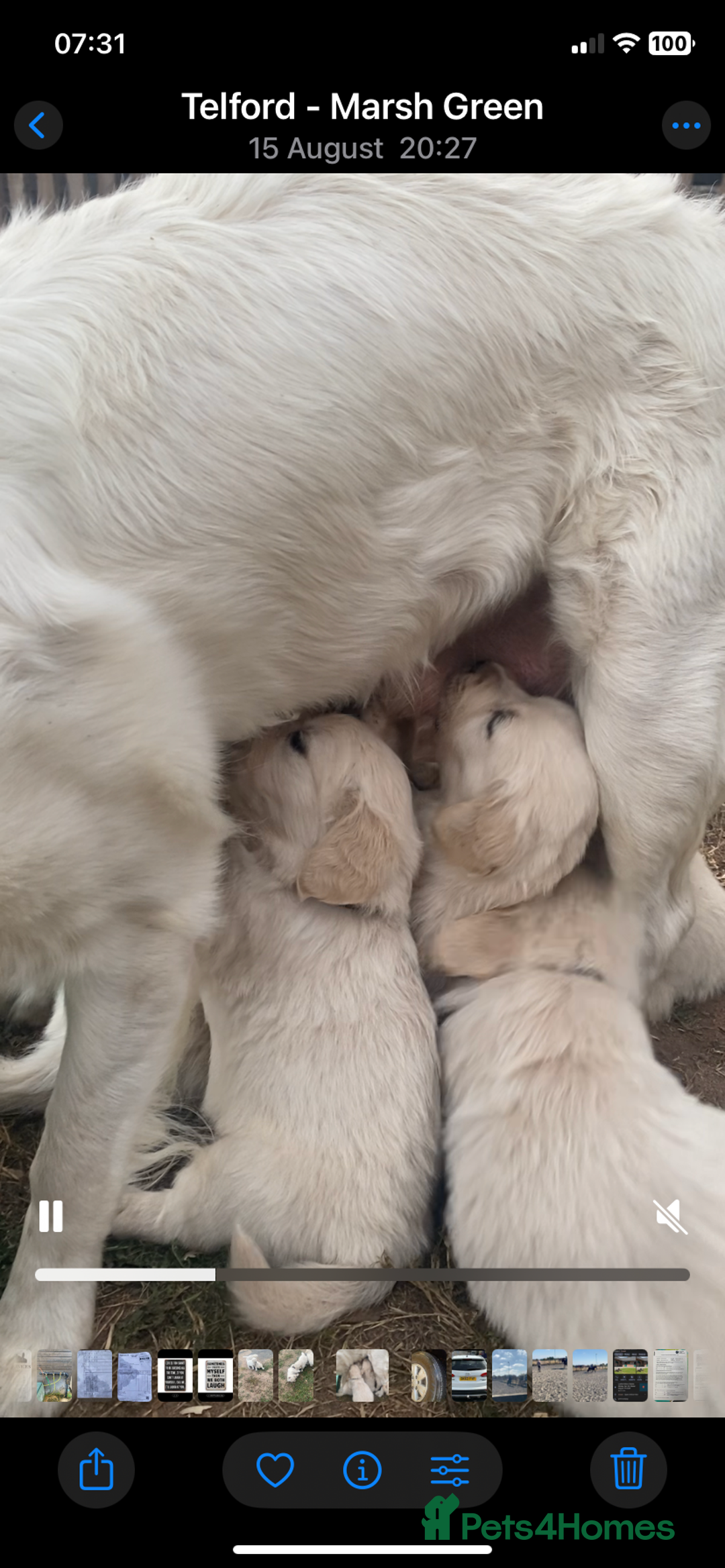 Golden Retriever dogs for sale: KC Golden Retrievers  - Image 5