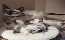 Siamese cats for sale: 5 affectionate adorable Siamese kittens ready now - Image 10