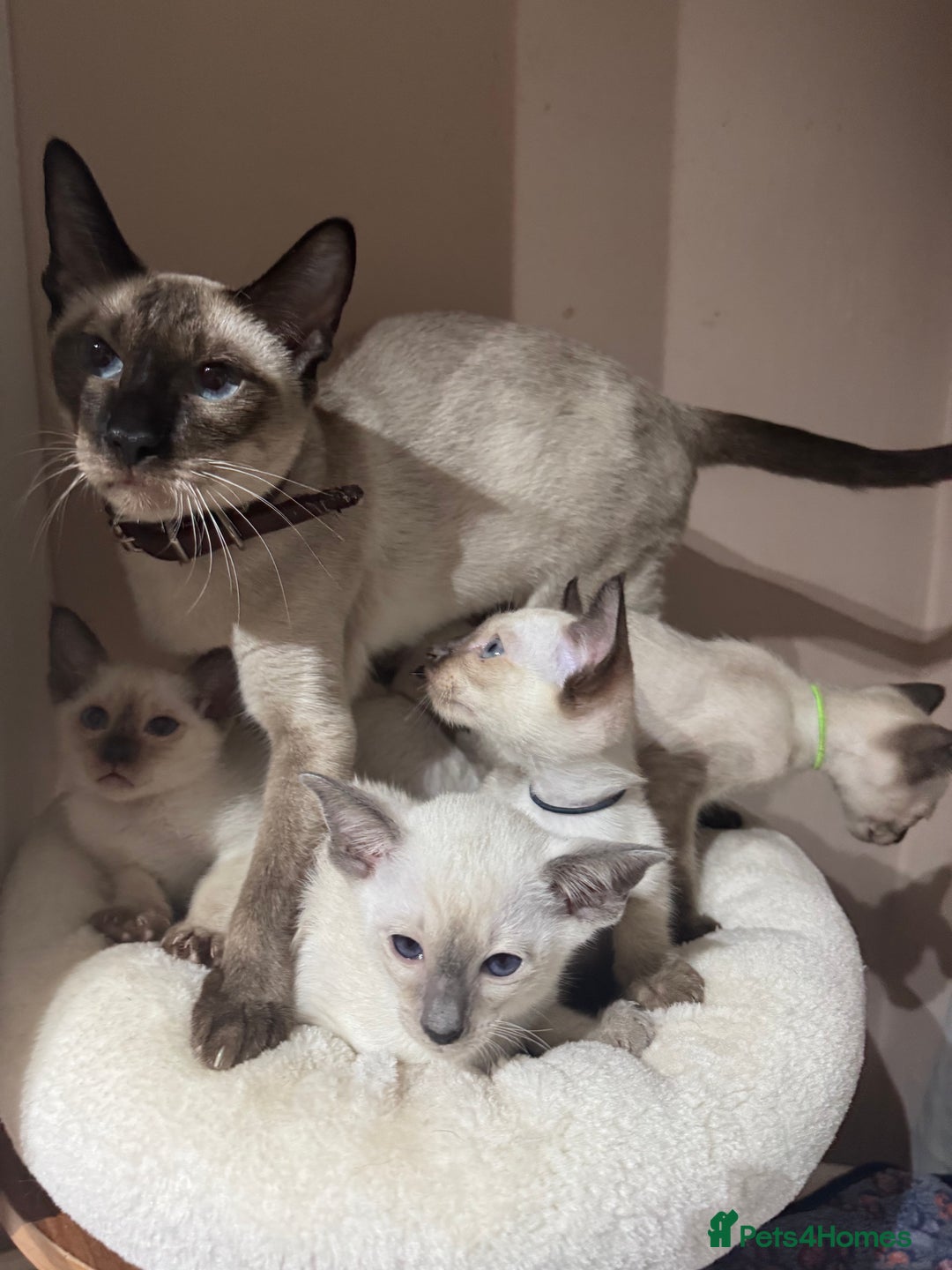 Siamese cats for sale: 5 affectionate adorable Siamese kittens ready now - Image 10