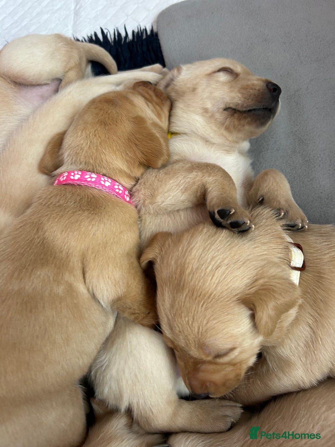 Labrador Retriever dogs for sale: 8 Beautiful Golden Labrador Puppies  - Advert 21