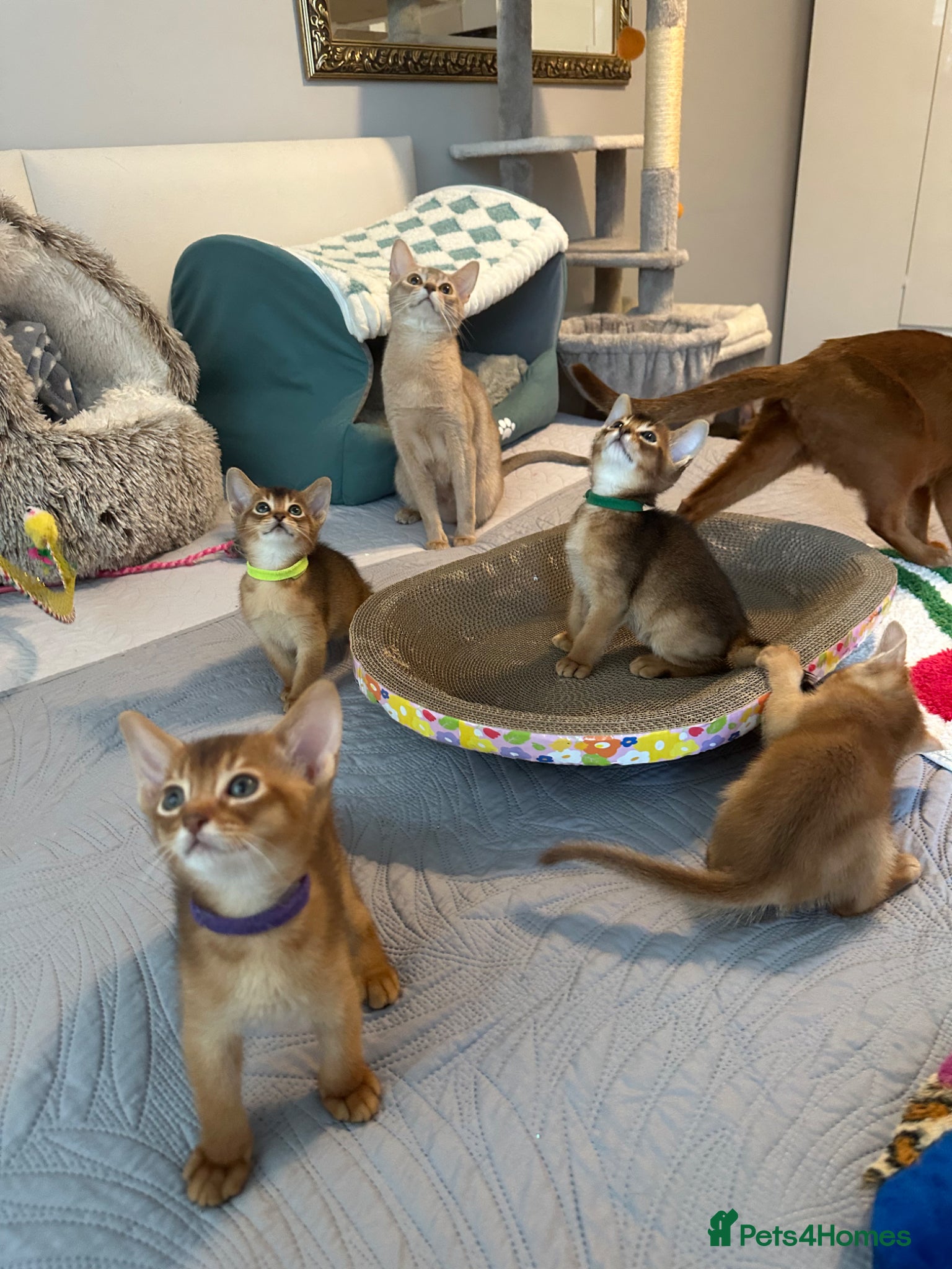 Abyssinian cats Abyssinian kittens 🌟😻🌟 - Advert 7