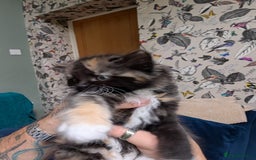 Ragdoll cats for sale: Ragdoll X ready to go! - Image 7